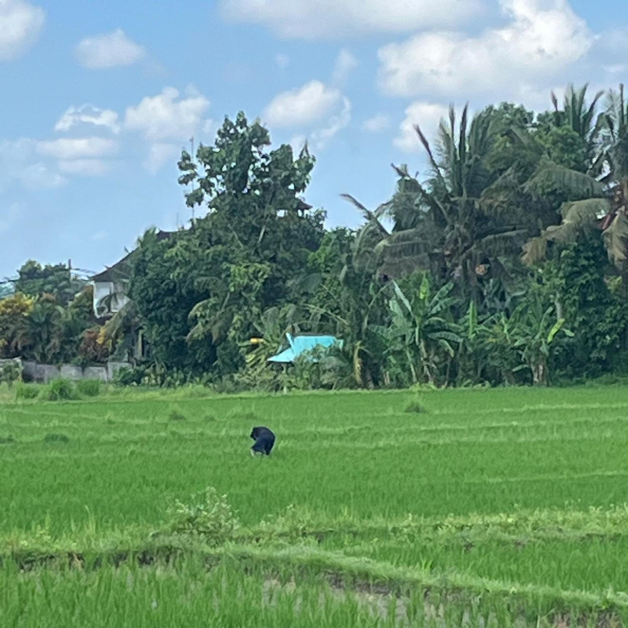 Heaven Villa Ubud Ngoại thất bức ảnh